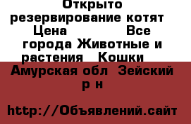 Открыто резервирование котят › Цена ­ 15 000 - Все города Животные и растения » Кошки   . Амурская обл.,Зейский р-н